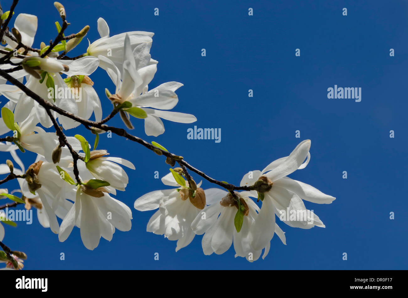 Spring magnolia flower hi-res stock photography and images - Alamy