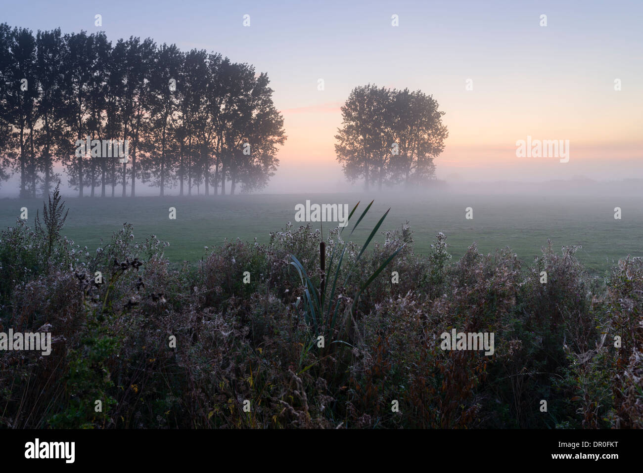 A beautiful misty morning in the Norfolk Broads near Ludham, Norfolk, England Stock Photo