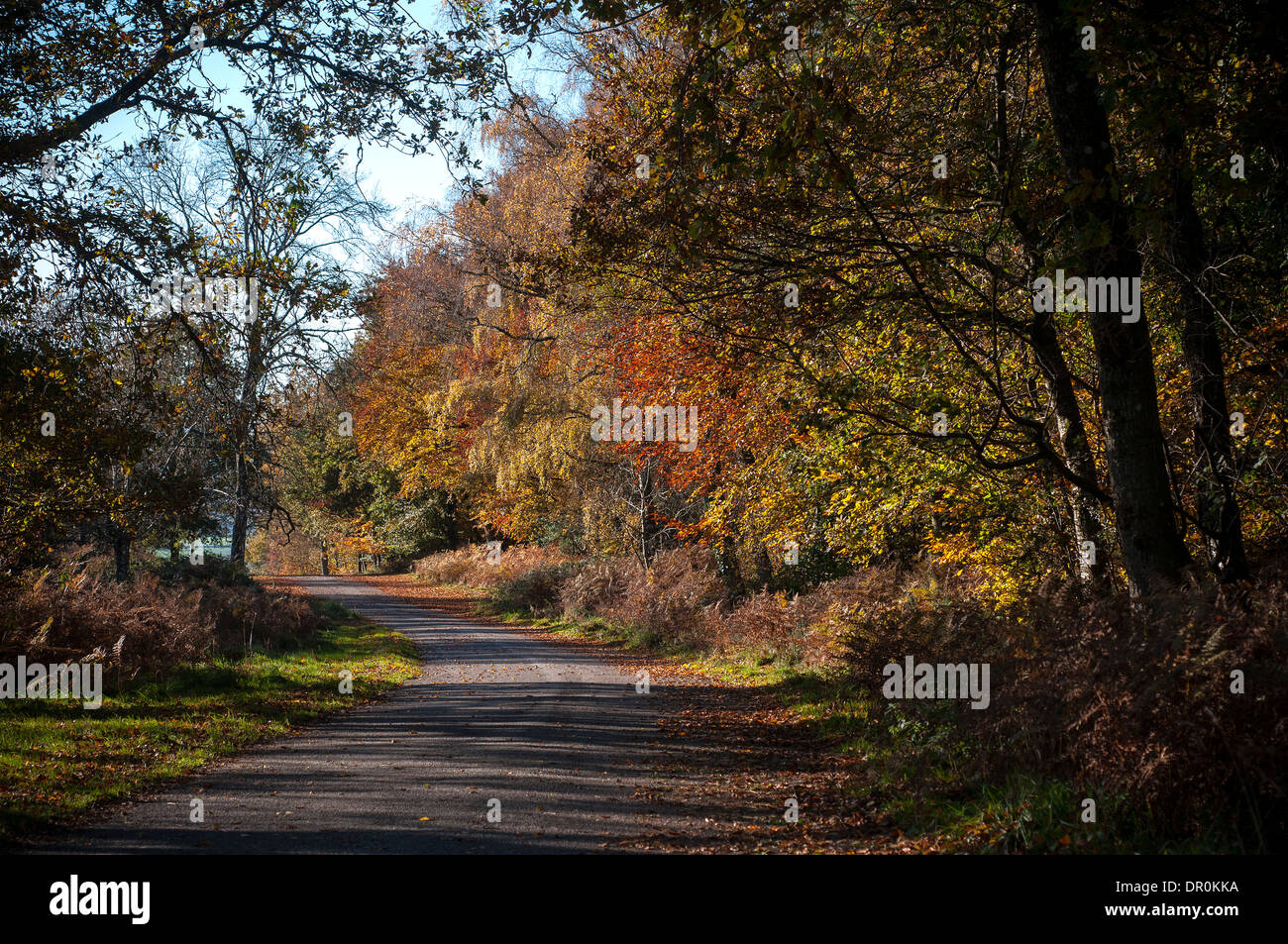 piddledown common,castle drogo,Tranquil Scene, Built Structure, Village, Nature, Transportation, Travel Destinations, Vertical, Stock Photo