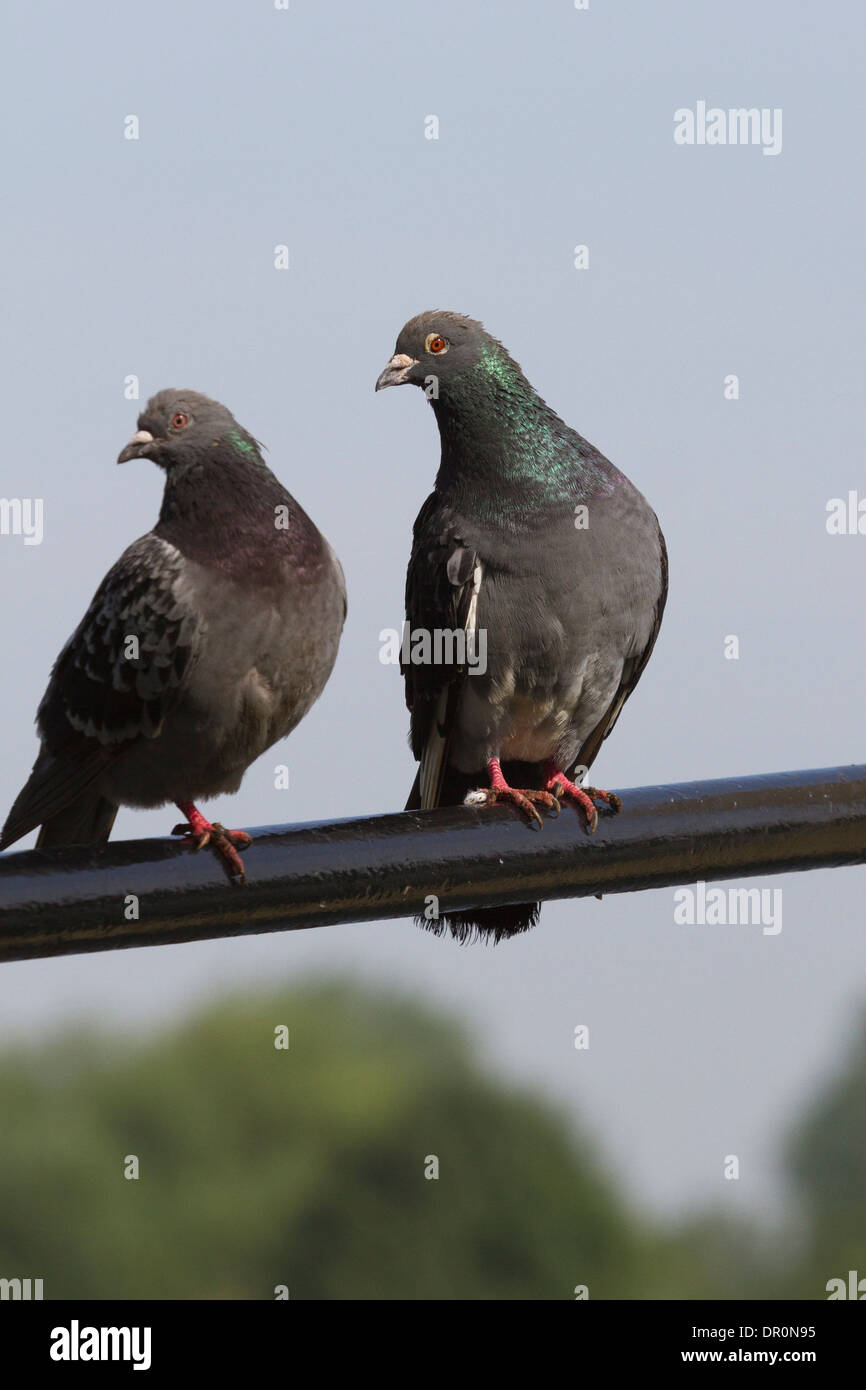 Two feral pigeons - Columba livia, male and female, perched on a post, Windsor, Berkshire, England, UK Stock Photo