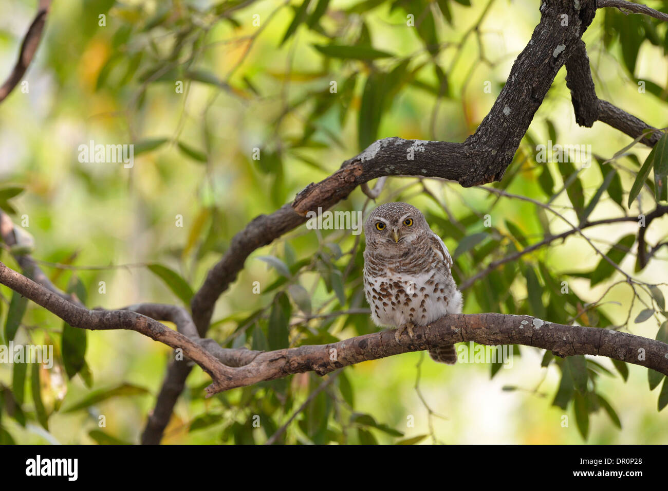 African Barred Owlet (Glaucidium capense) percehd on branch, Kafue National Park, Zambia, September Stock Photo