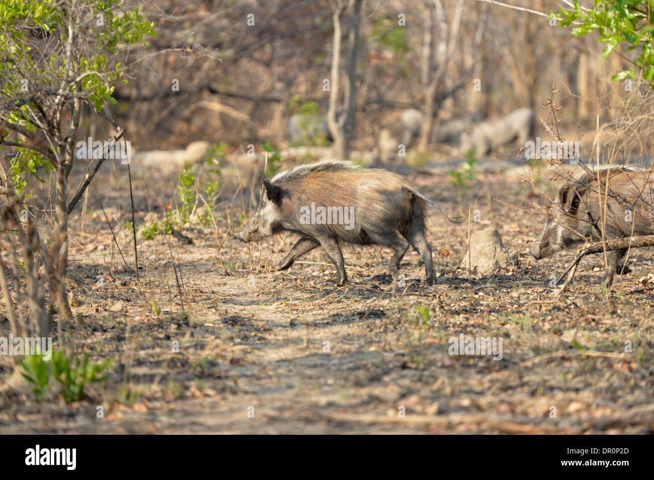 African Bush Pig (Potamochoerus larvatus) running through bush, Kafue National Park, Zambia Stock Photo