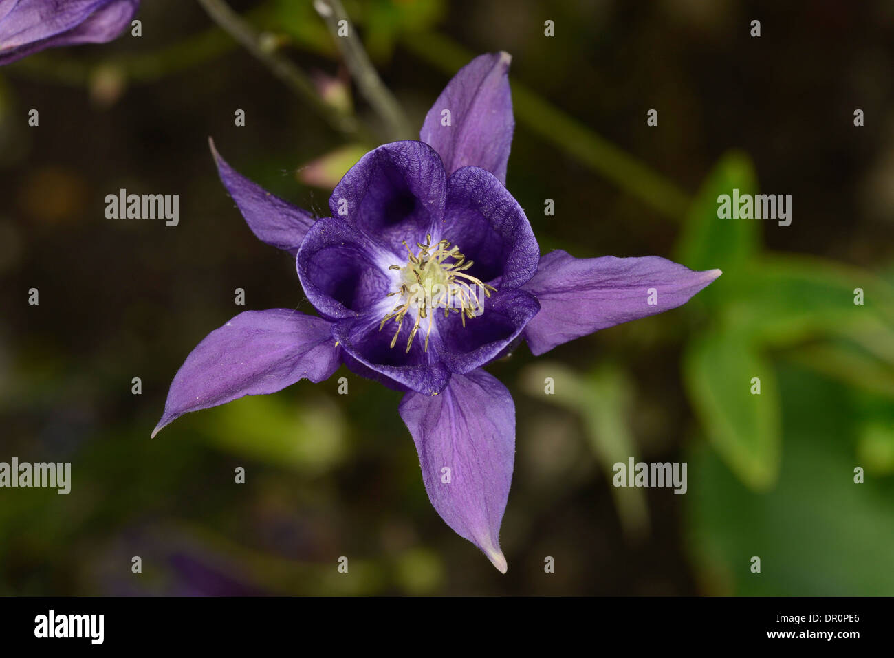 Aquilegia Granny' Bonnet Flower (Aquilegia vulgaris) Oxfordshire, England, June Stock Photo