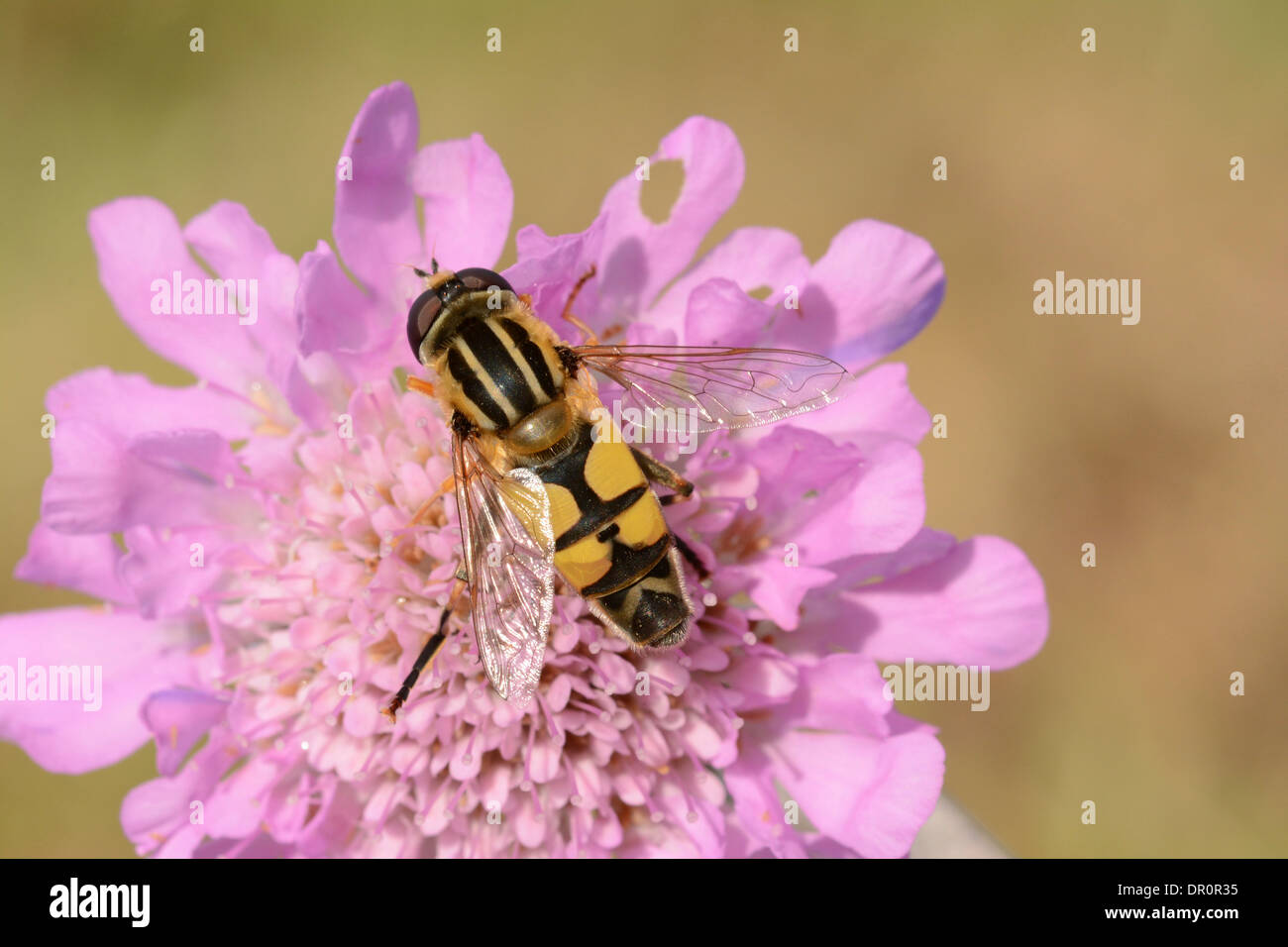 Brindled Hoverfly (Helophilus pendulus) at rest on Scabius flower, Oxfordshire, England, July Stock Photo