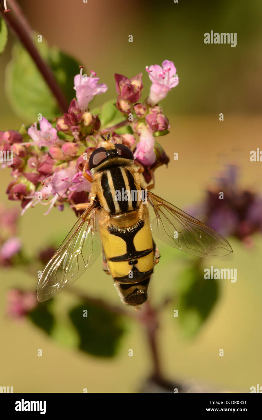 Brindled Hoverfly (Helophilus pendulus) at rest on Marjoram (Origanum vulgare) ) Oxfordshire, England, July Stock Photo