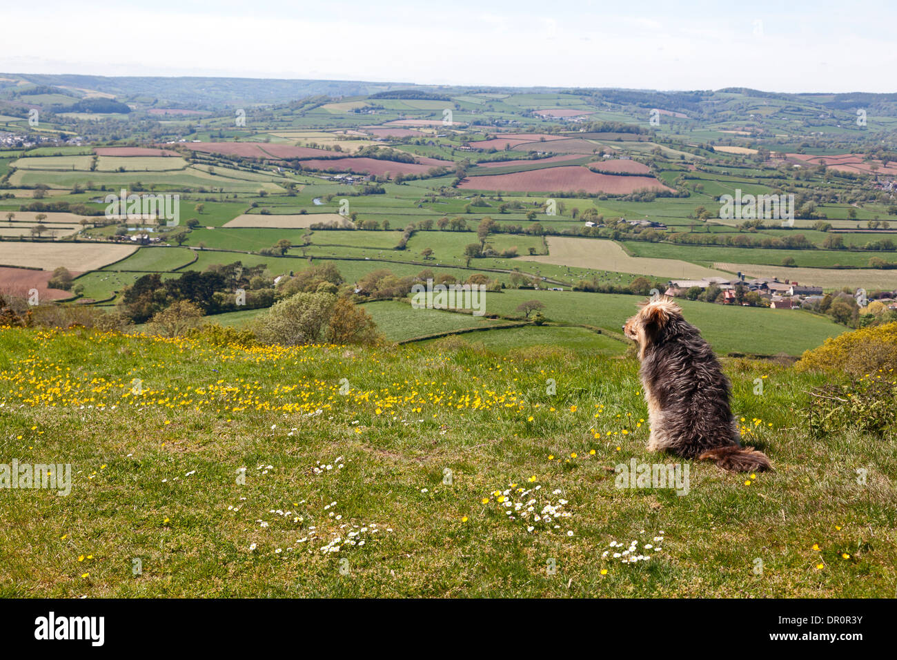 Dog sitting on hillside overlooking the Axe Valley, Musbury, Devon Stock Photo