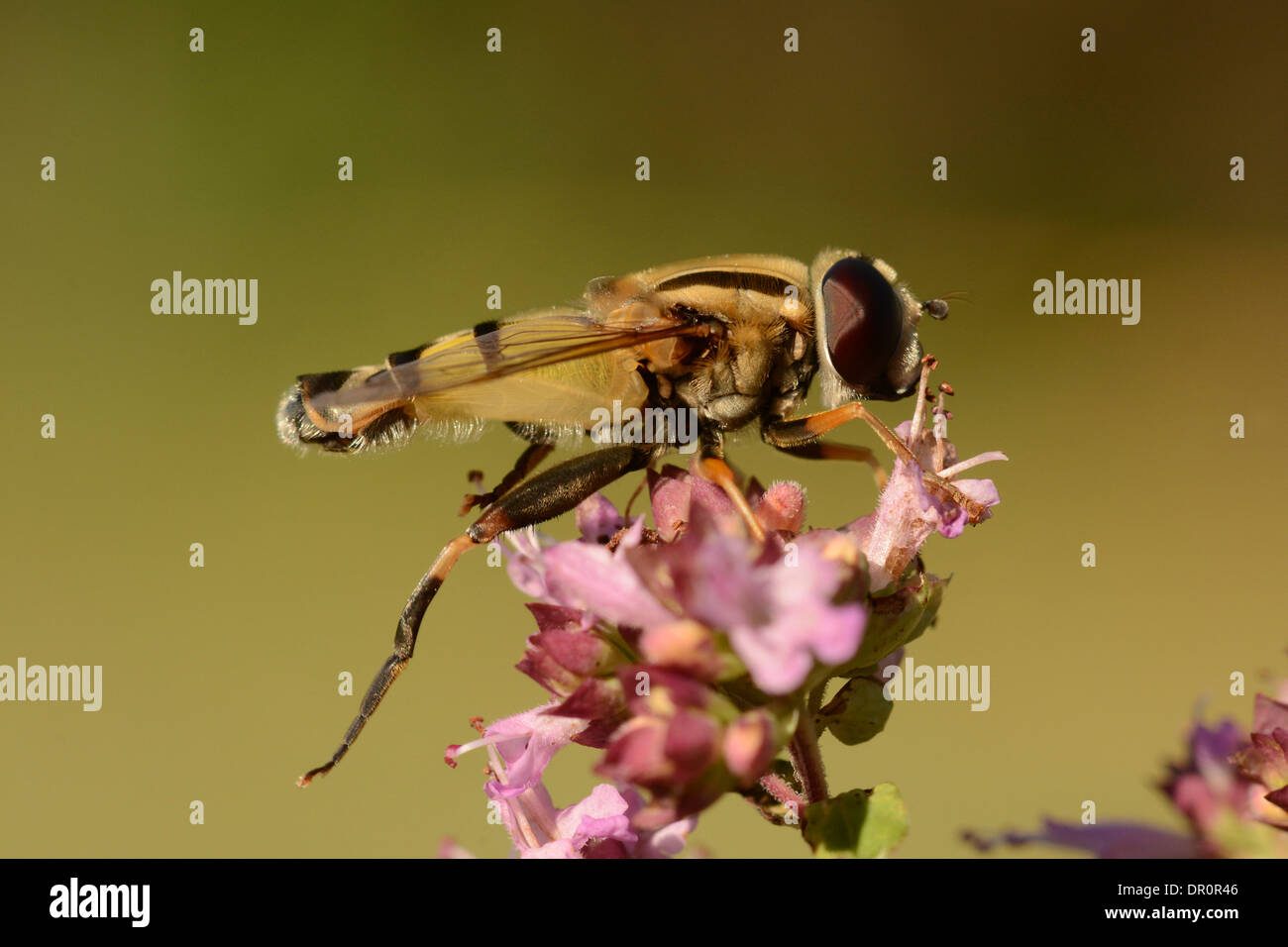 Brindled Hoverfly (Helophilus pendulus) at rest on Marjoram (Origanum vulgare) ) Oxfordshire, England, July Stock Photo