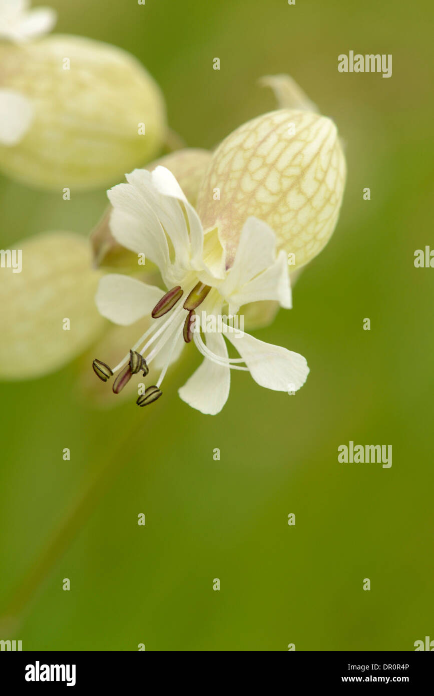 Bladder Campion (Silene vulgaris) close-up of flower, Oxfordshire, England, June Stock Photo
