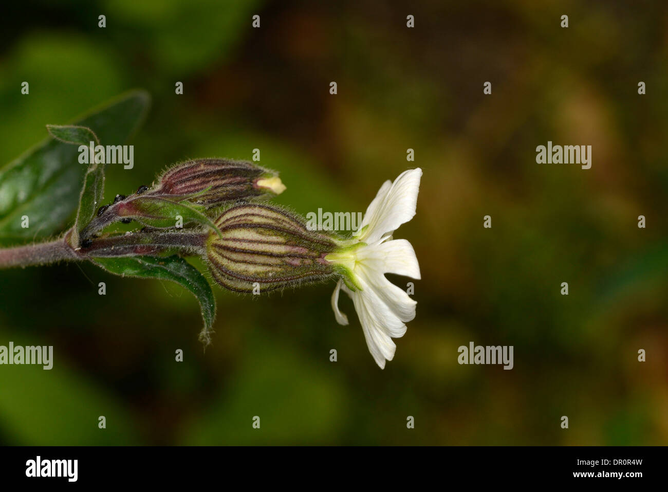 Bladder Campion (Silene vulgaris) close-up of flower, Oxfordshire, England, June Stock Photo