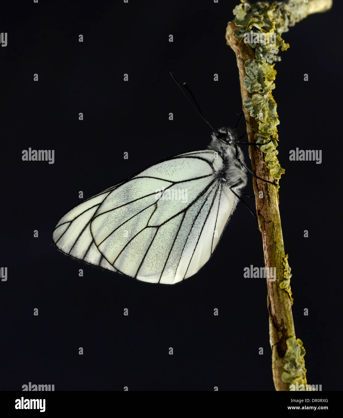 Black-veined White Butterfly ( Aporia crataegi) adult at rest, captive bred Stock Photo
