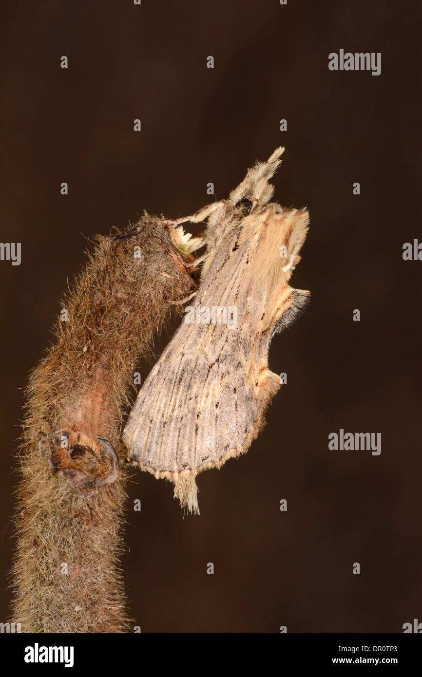 Pale Prominent Moth (Pterostoma palpina) adult at rest on twig, Oxfordshire, England, August Stock Photo