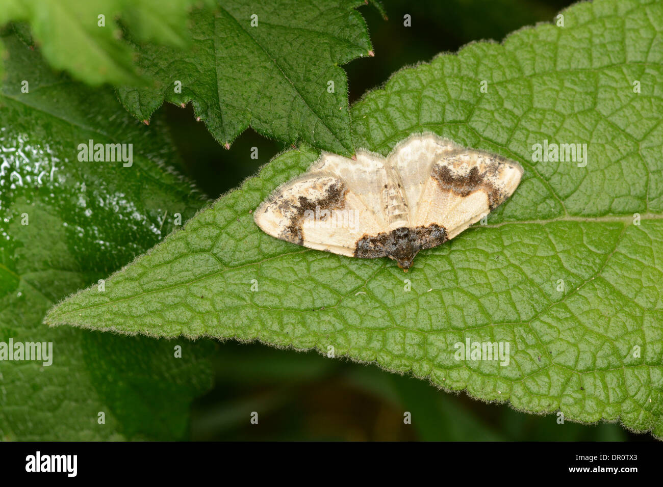Scorched Carpet Moth (Ligdia adustata) adult at rest on leaf, Oxfordshire, England, August Stock Photo