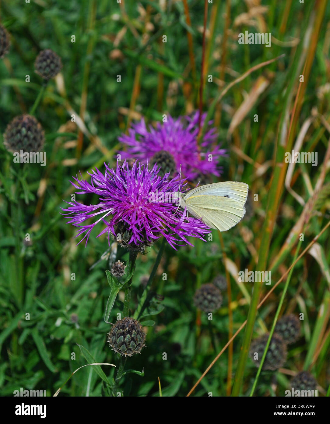 Aero island, butterfly , Fyn, Denmark, Scandinavia, Europe Stock Photo Alamy