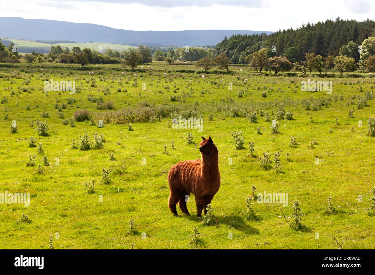 Llama in a field, Sharperton, Northumberland Stock Photo