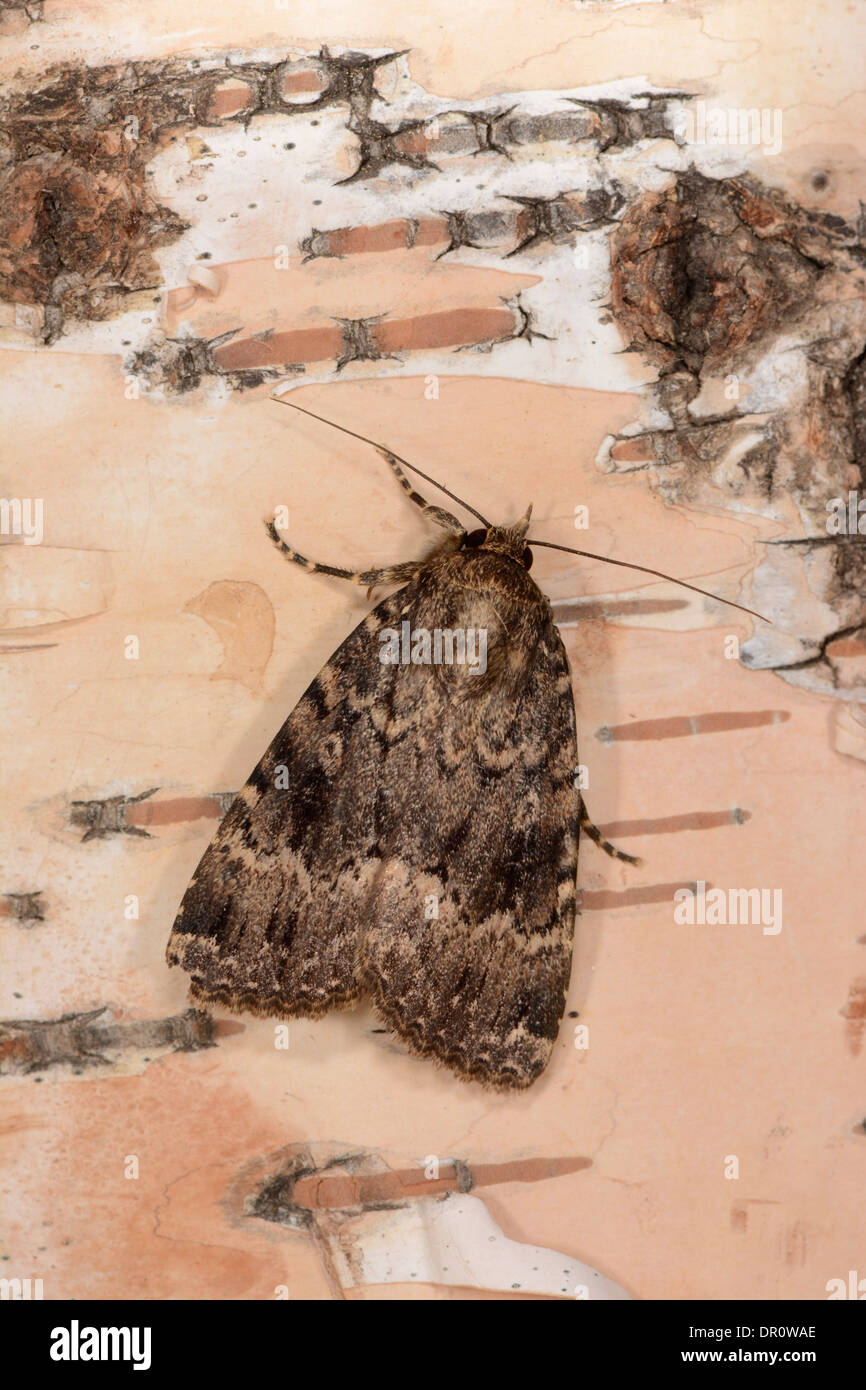 Copper Underwing Moth (Amphipyra pyramidea) adult at rest on silver birch tree, Oxfordshire, England, August Stock Photo