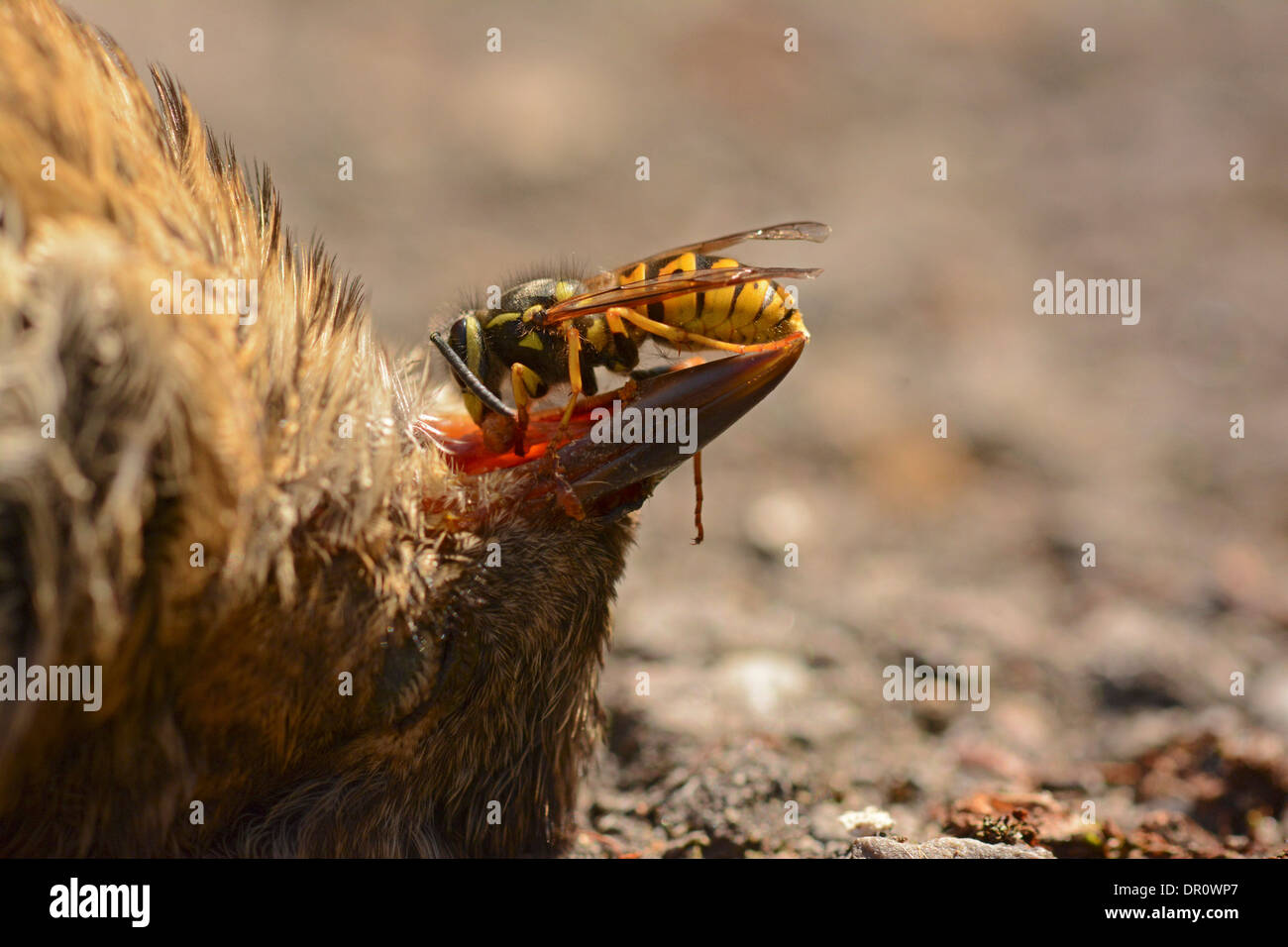 Insect eating europe bird carrion feeding vulgaris vespula common wasp