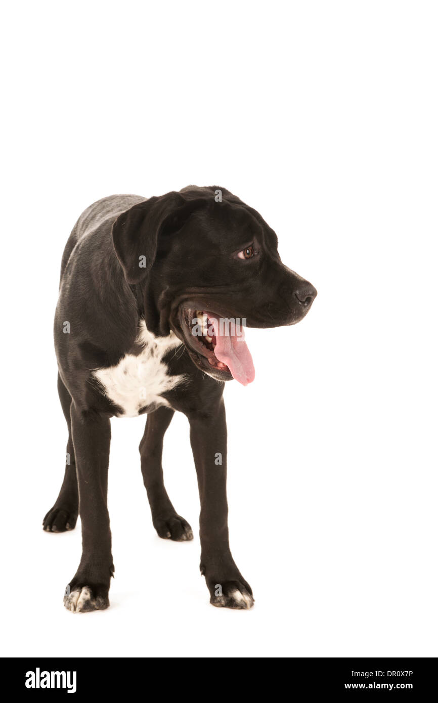 Cane corso tongue hires stock photography and images Alamy