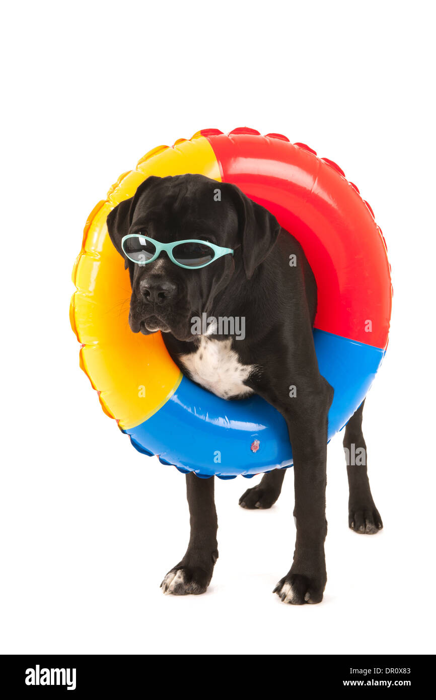 Cane Corso dog with inflatable swimming band on vacation isolated over white background Stock Photo