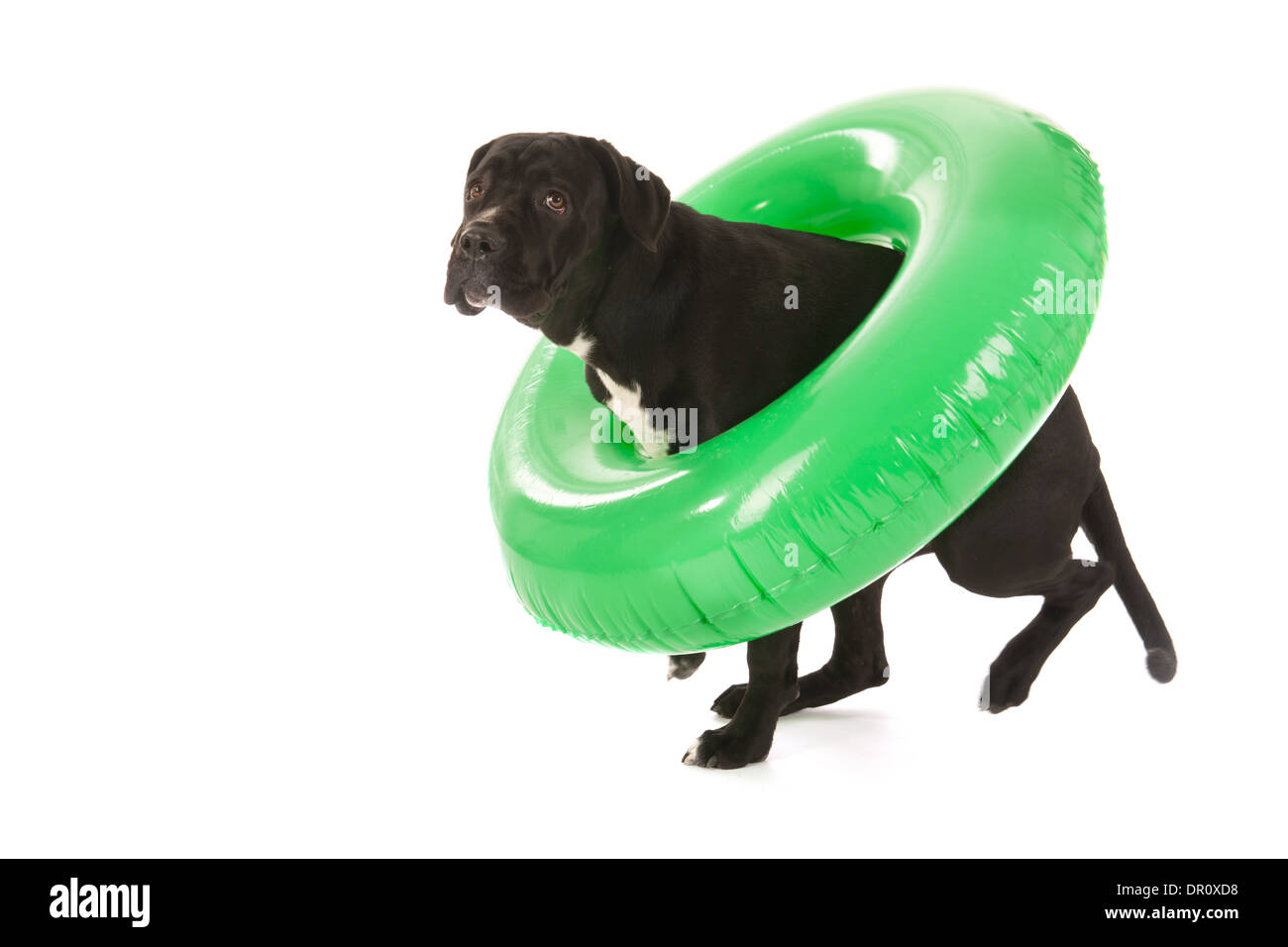 dog on vacation with green inflatable swimming tool Stock Photo