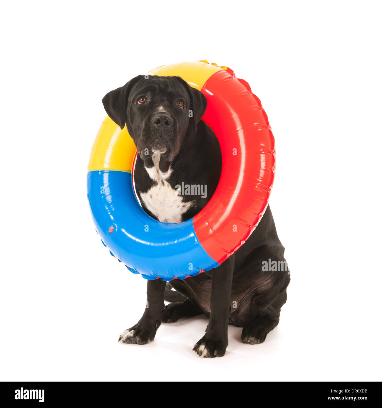 dog on vacation with green inflatable swimming tool Stock Photo