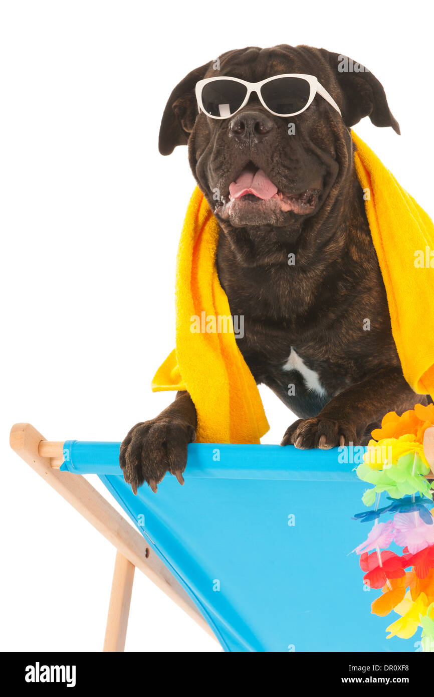 Portrait from dog on vacation with sunglasses and towel Stock Photo