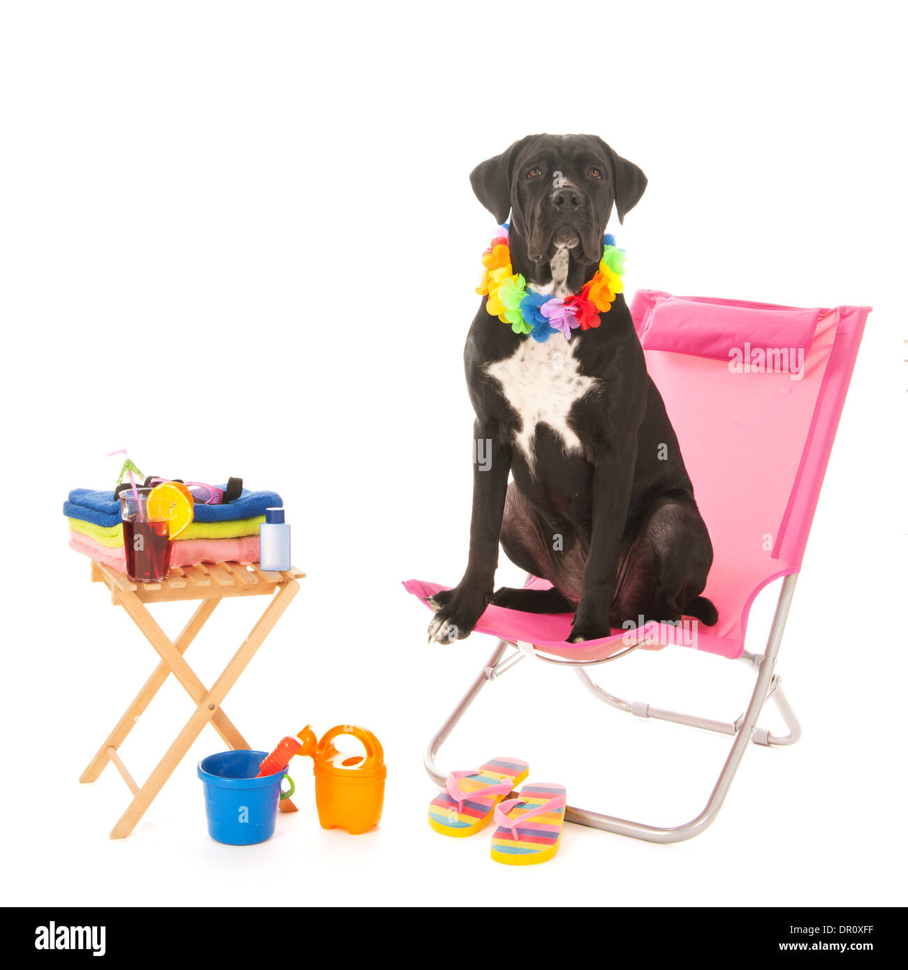 Dog sitting on chair at the beach isolated over white background Stock Photo