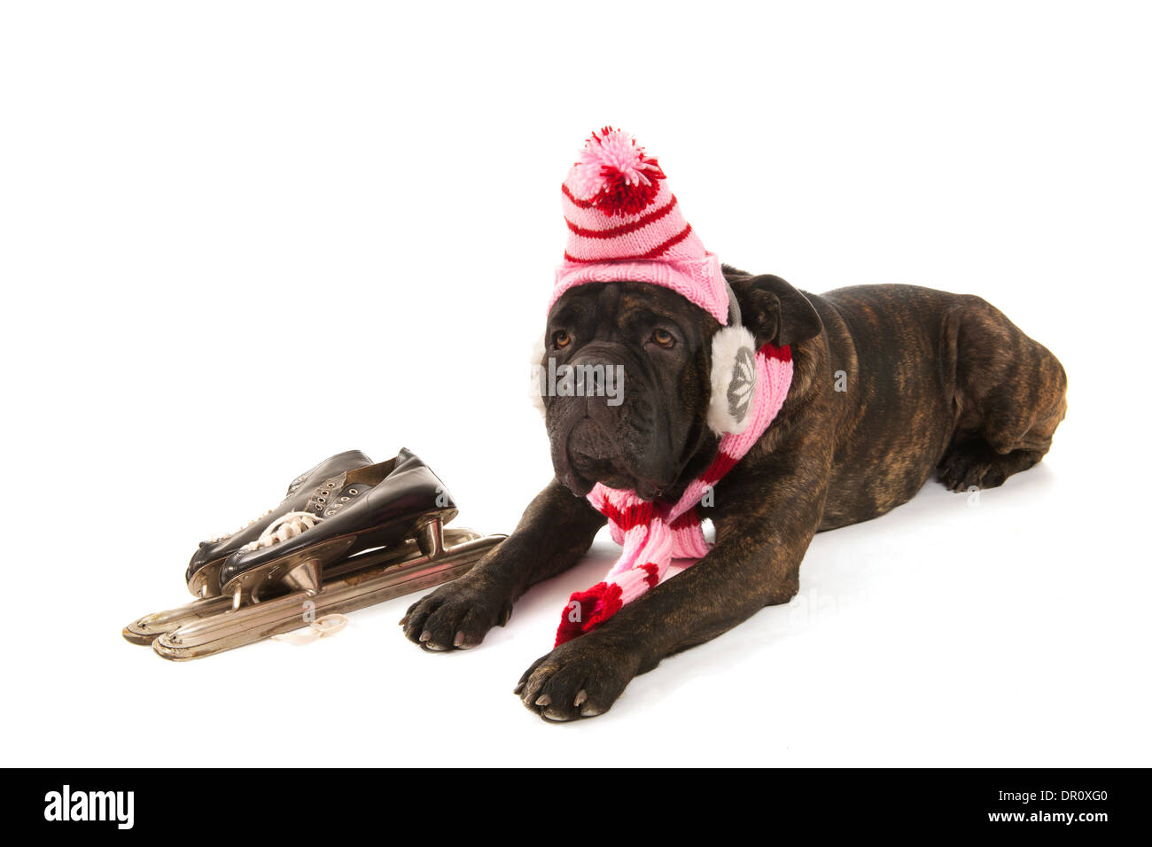 Portrait from dog in winter time with hat, scarf and ear warmers Stock Photo