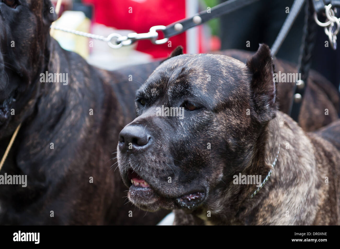 Oldest english mastiff sales