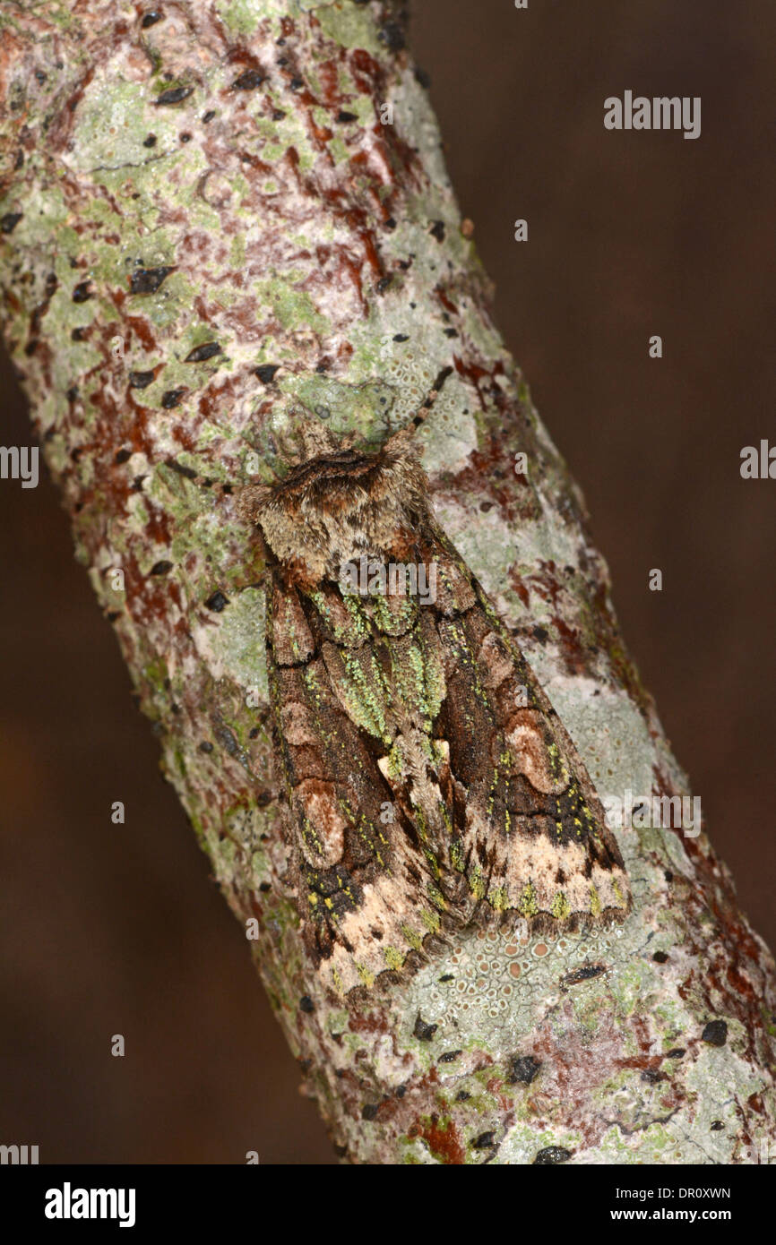 Green-brindled Crescent (Allophyes oxyacanthae) adult at rest on twig, Oxfordshire, England, September Stock Photo