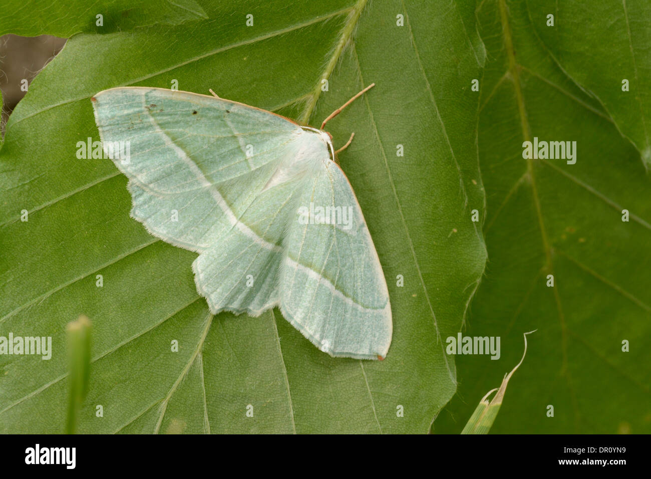 Small Grass Emerald Moth (Chlorissa viridata) adult at rest on leaf, Oxfordshire, England, July Stock Photo