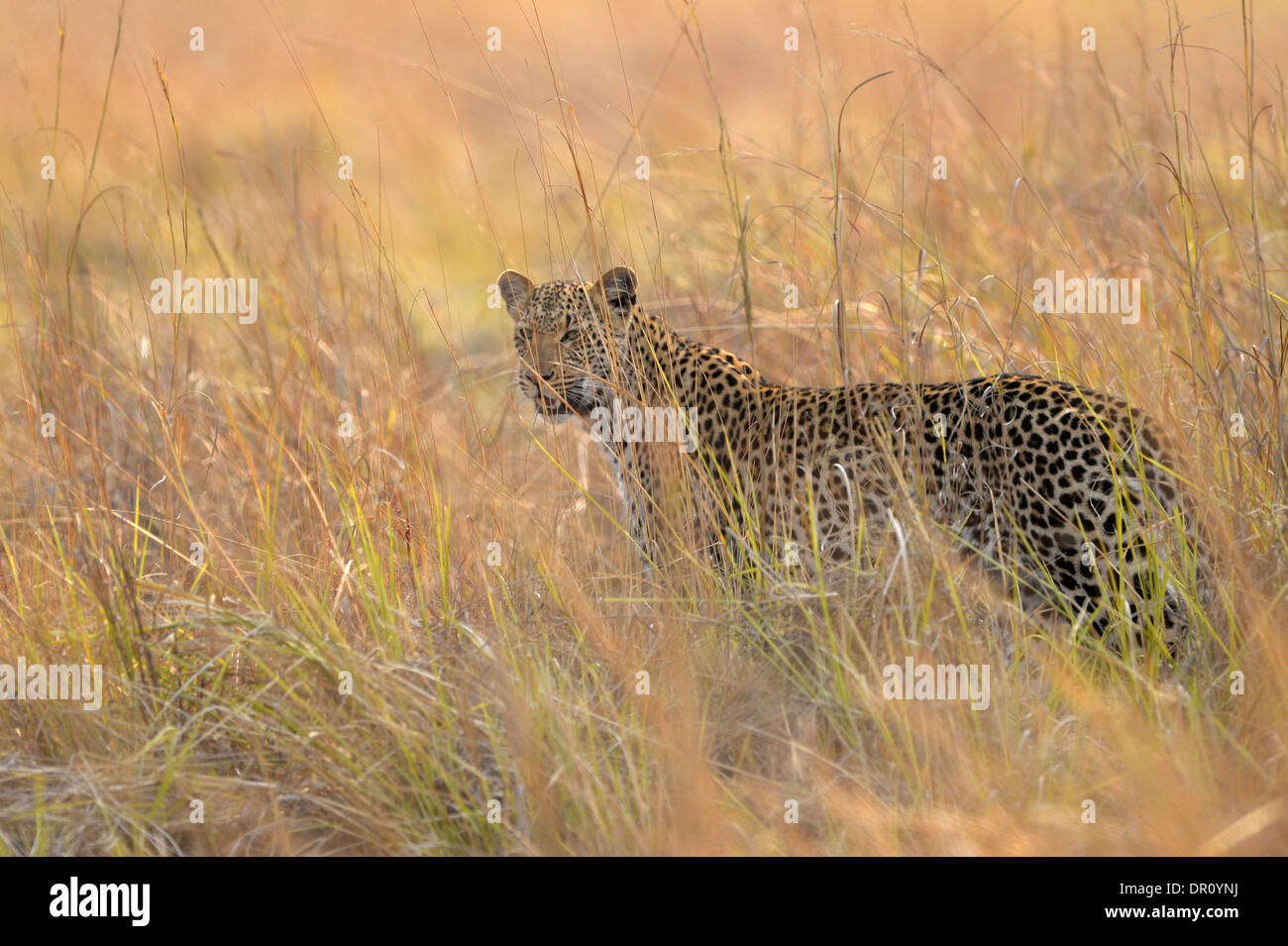 African Leopard (Panthera pardus) female walking in long grass, Kafue National Park, Zambia, September Stock Photo