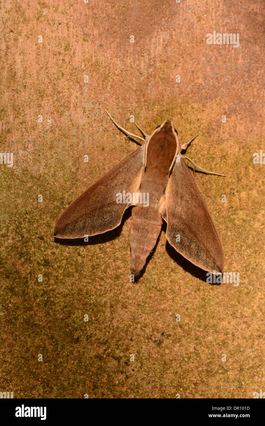 Levant Hawkmoth (Theretra alecto) adult at rest on wall, Cyprus, November Stock Photo