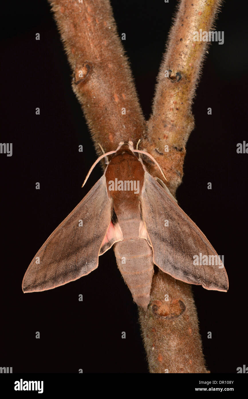 Levant Hawkmoth (Theretra alecto) adult at rest on twig, Cyprus, November Stock Photo