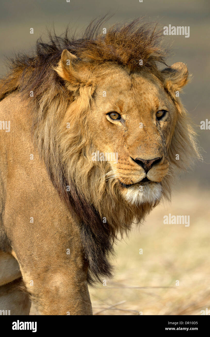 Portrait male african lion hi-res stock photography and images - Alamy