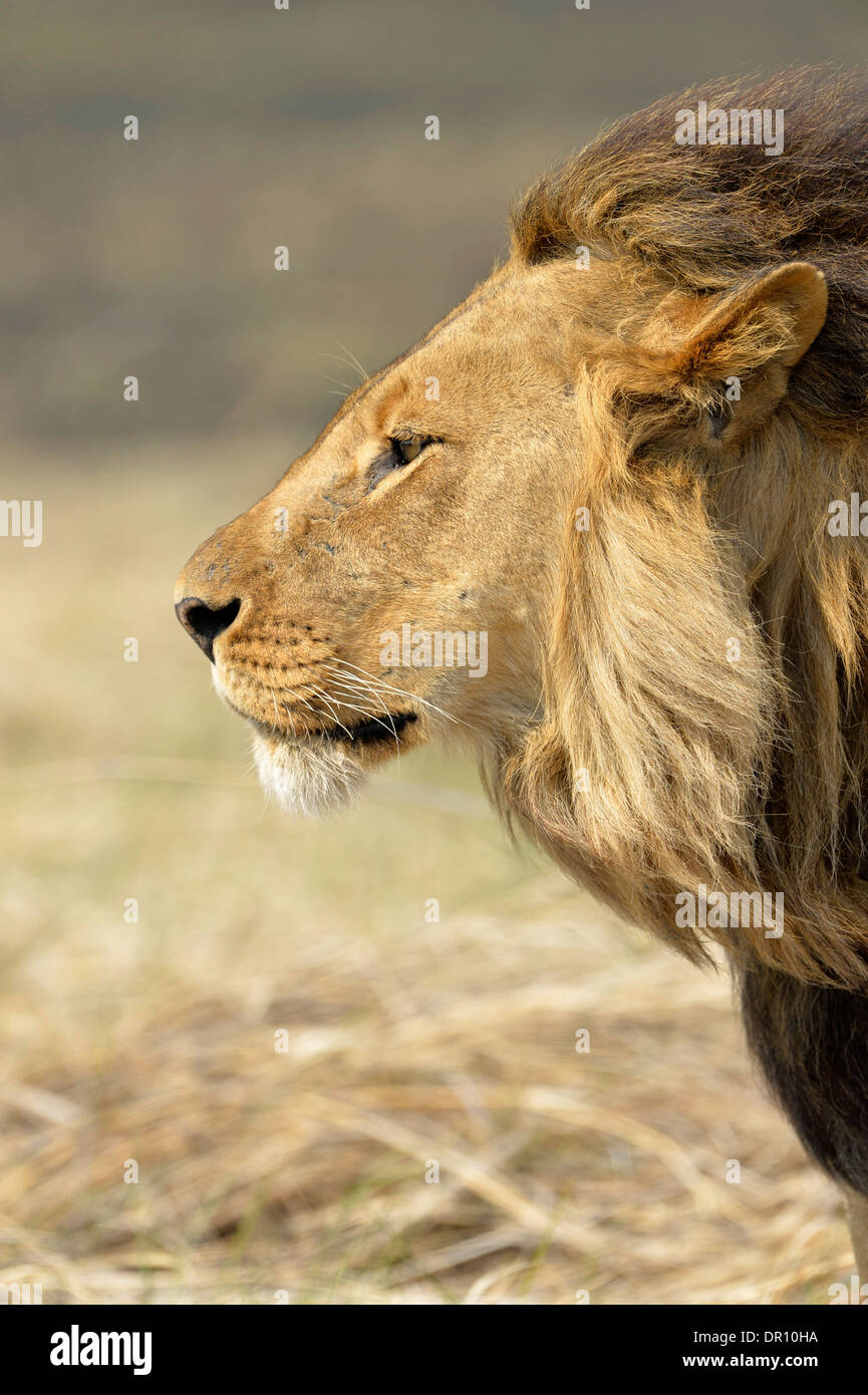 African Lion (Panthera leo) male, Kafue National Park, Zambia, September Stock Photo