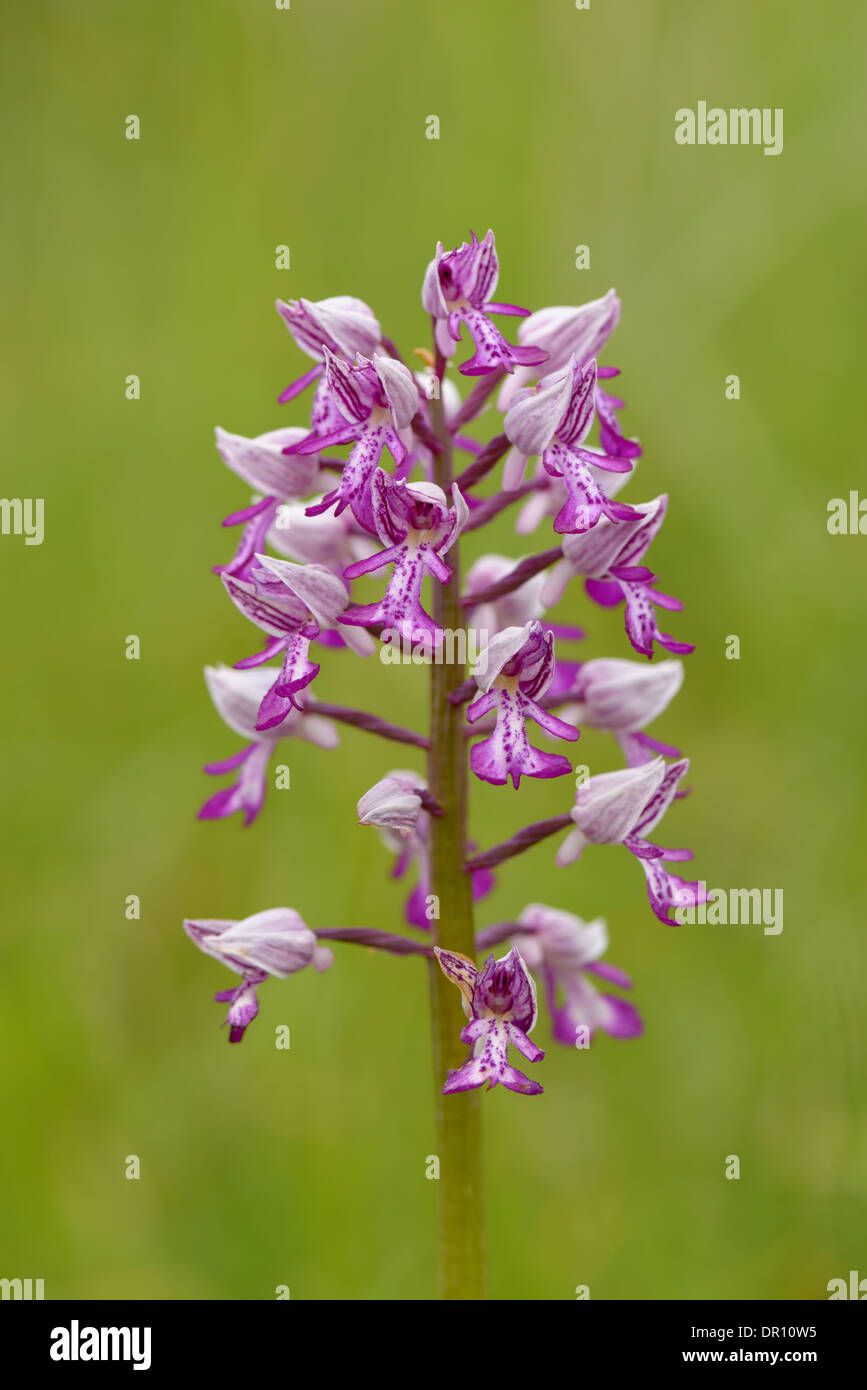 Helm Knabenkraut Orchis Militaris Military Orchid Stock Photo Alamy helm-knabenkraut-orchis-militaris-military-orchid-stock-photo-alamy