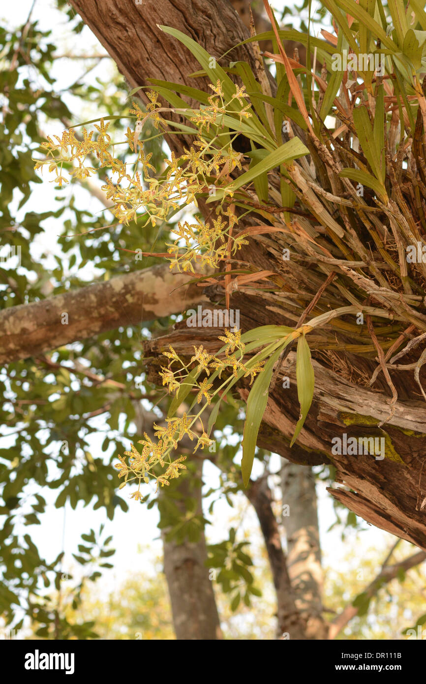 African Ansellia or Leopard Orchid (Ansellia africana) growing in a tree, Kafue National Park, Zambia Stock Photo