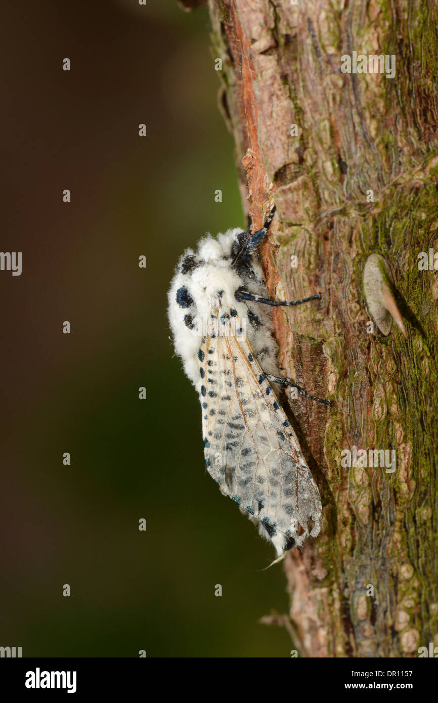 Leopard Moth (Zeuzera pyrina) adult male at rest on stem, Oxfordshire, England, July Stock Photo