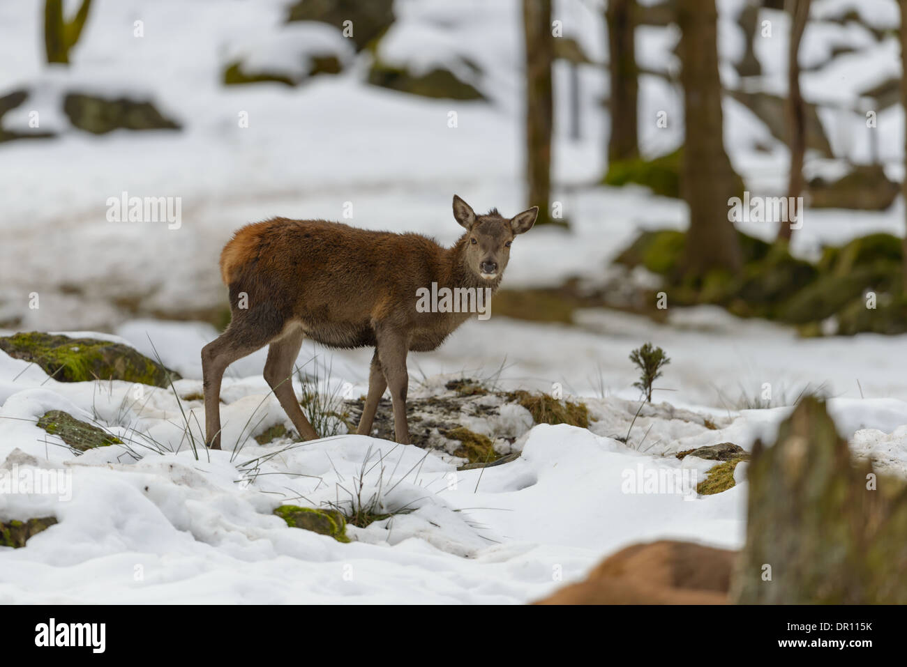 Hirschkuh Rothirsch, Cervus elaphus, female red deer Stock Photo