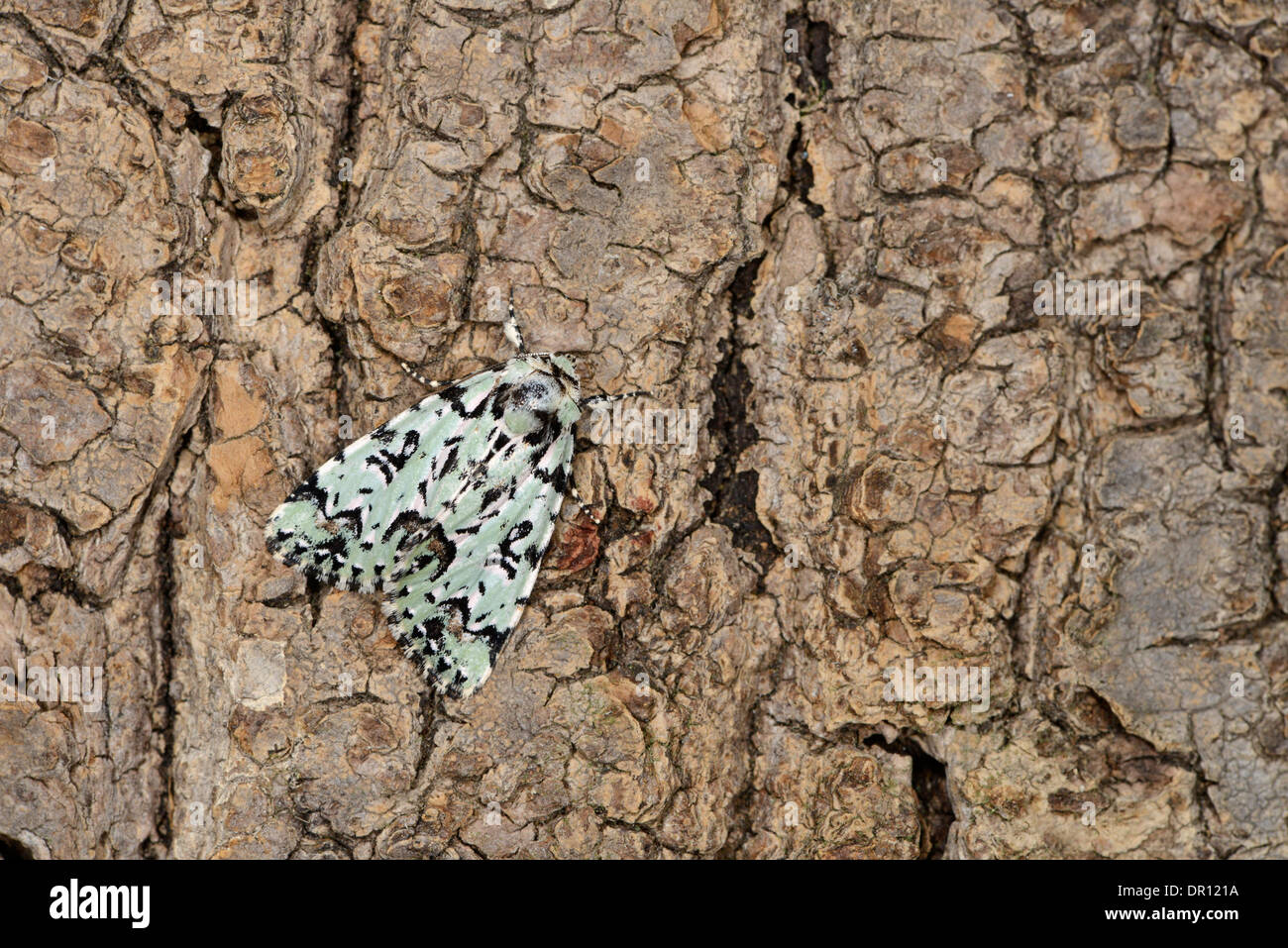 Merveille-du-Jour Moth (Dichona aprilina) adult at rest on tree trunk, Oxfordshire, England Stock Photo