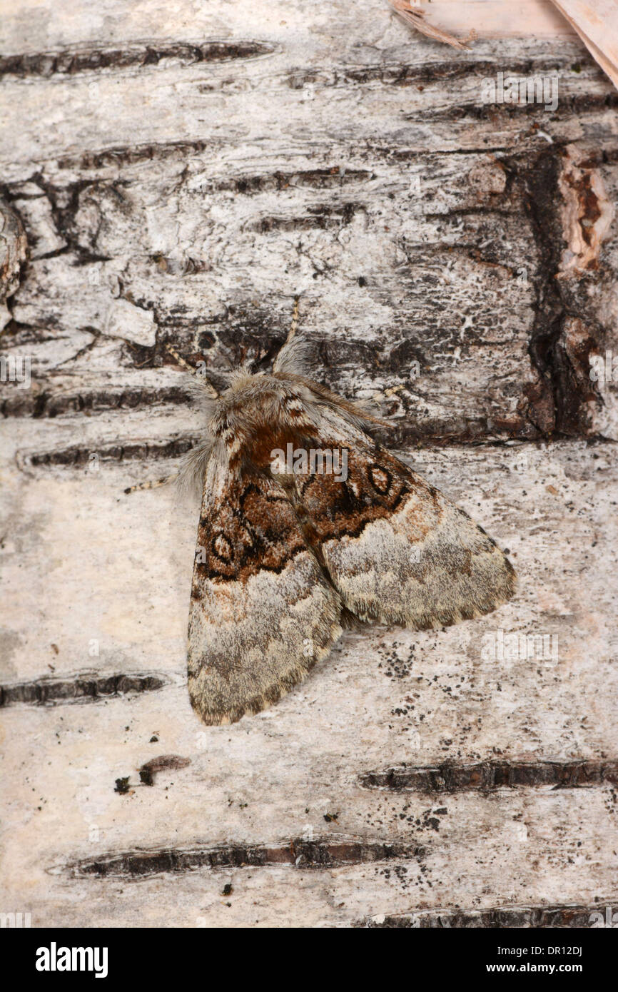 Nut-tree Tussock Moth (Colocasia coryli) adult at rest on silver birch tree, Oxfordshire, England, August Stock Photo
