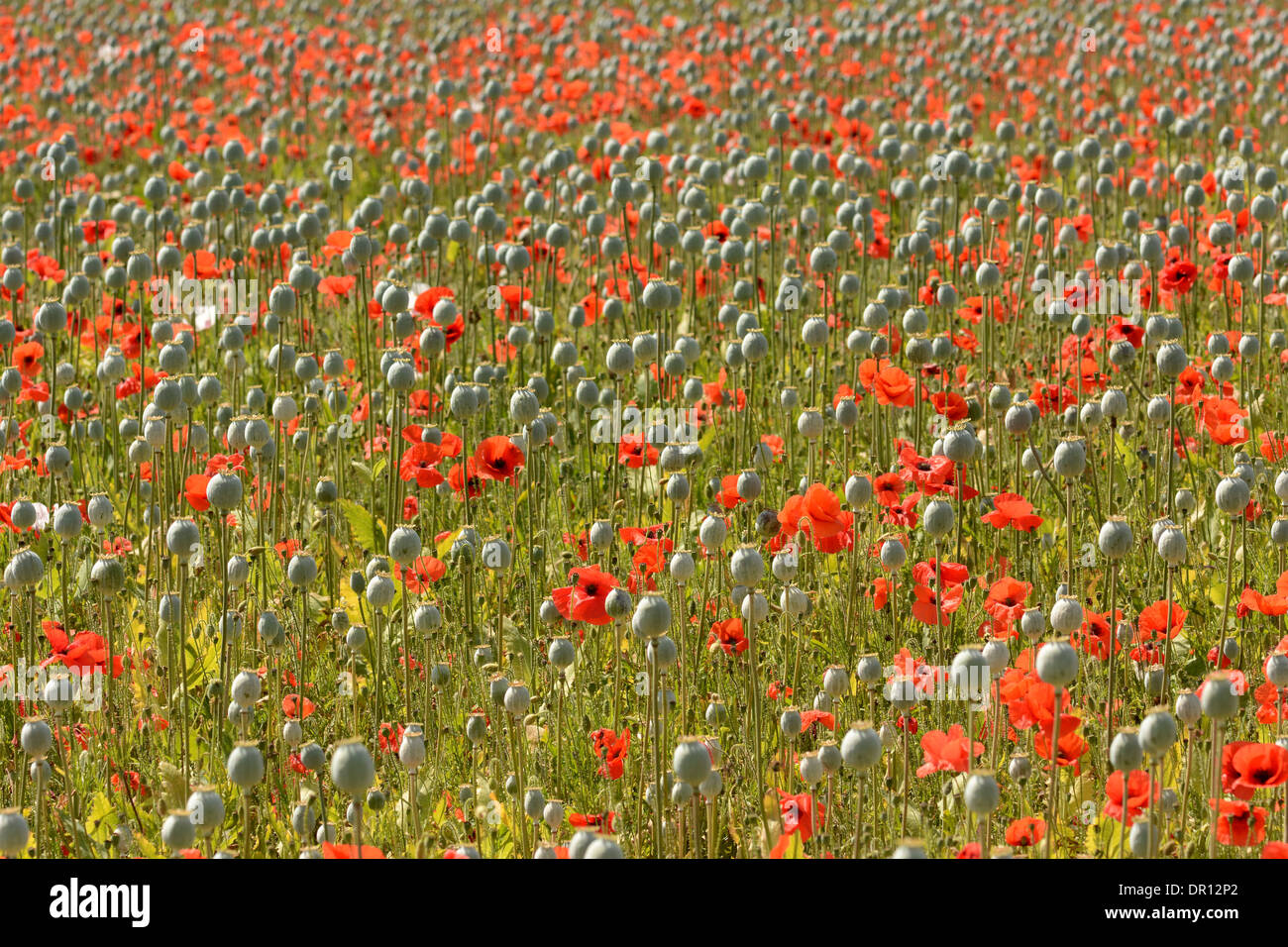 Field of Red Poppy Flowers (Papaver rhoeas) Oxfordshire England, July Stock Photo