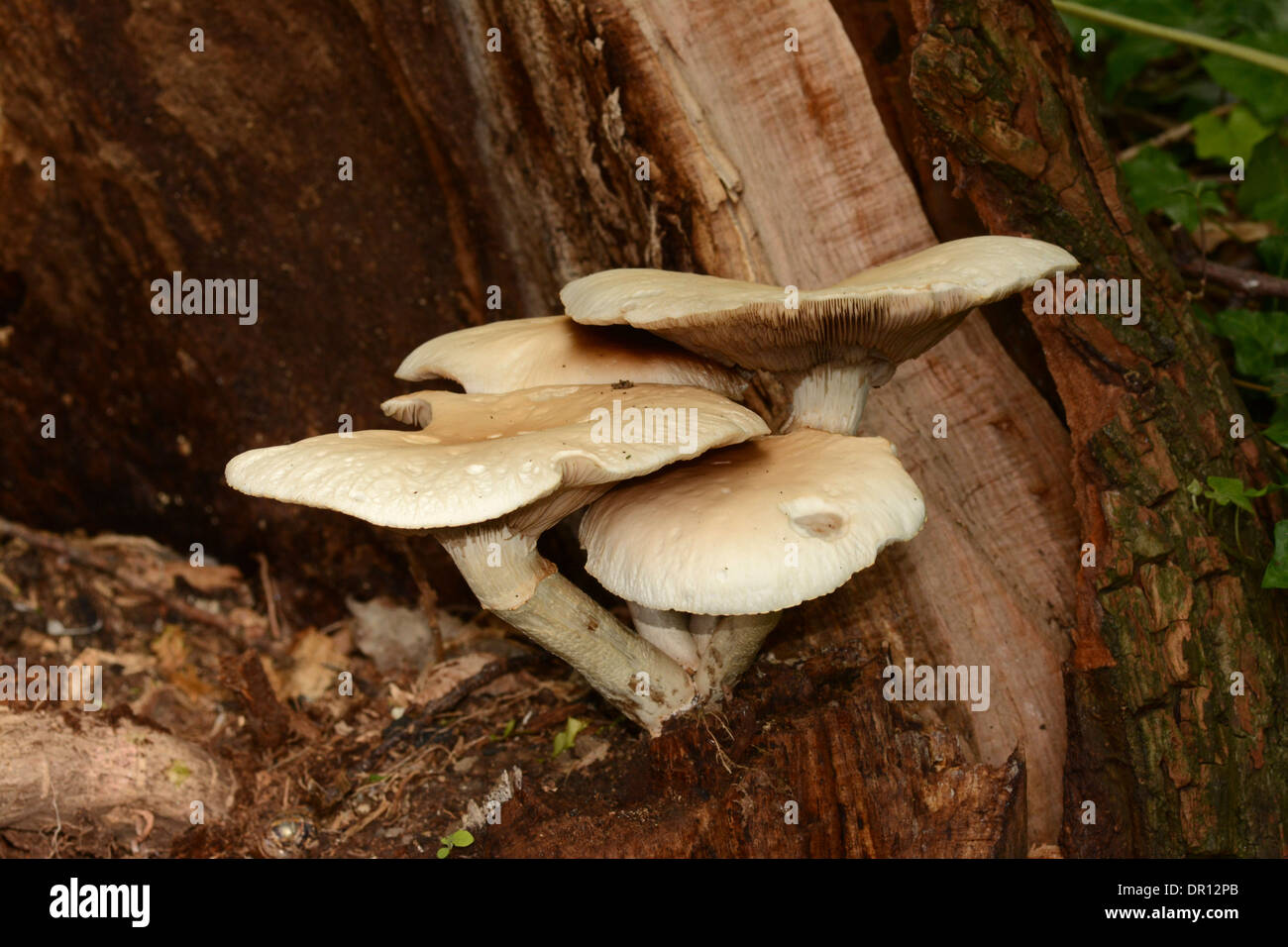 Dryad's Saddle or Pheasant's Back Mushroom Fungus (Polyporus squamosus) growing on dead Lime Tree, Oxfordshire, England, June Stock Photo