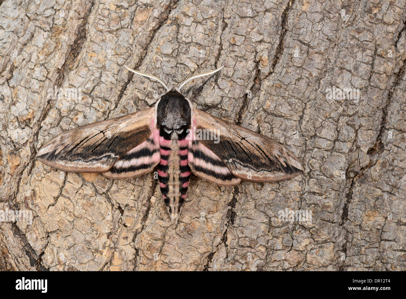 Privet Hawkmoth (Sphinx ligustri) adult in typical aggressive posture, on silver birch, Oxfordshire, England, July Stock Photo