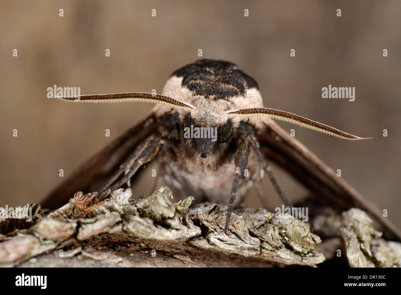 Privet Hawkmoth (Sphinx ligustri) close-up of head and antennae, Oxfordshire, England, July Stock Photo