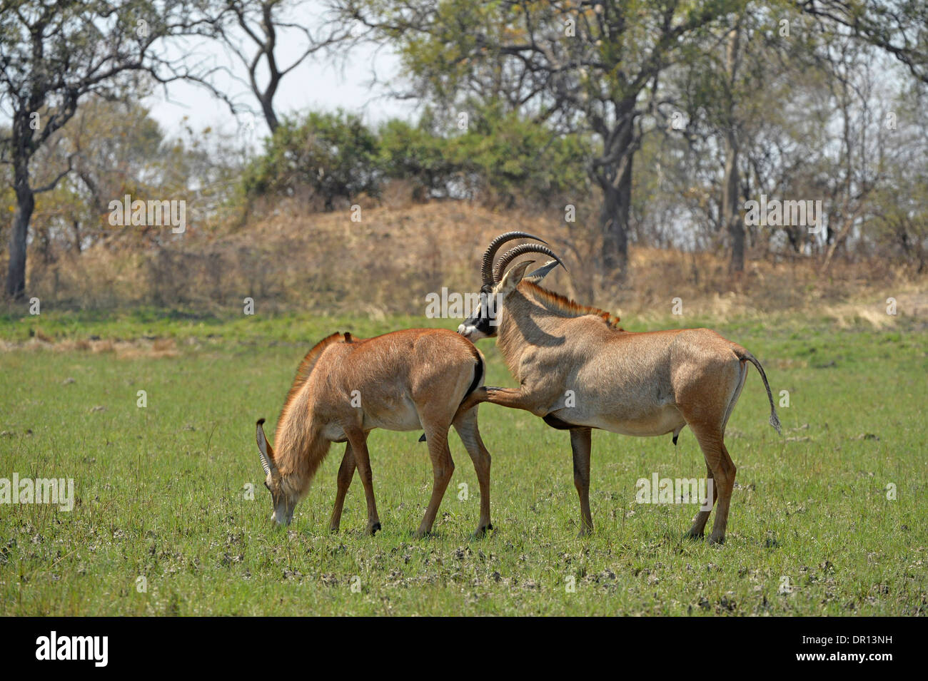 Roan Antelope (Hippotragus equinus) male displaying interest in mating