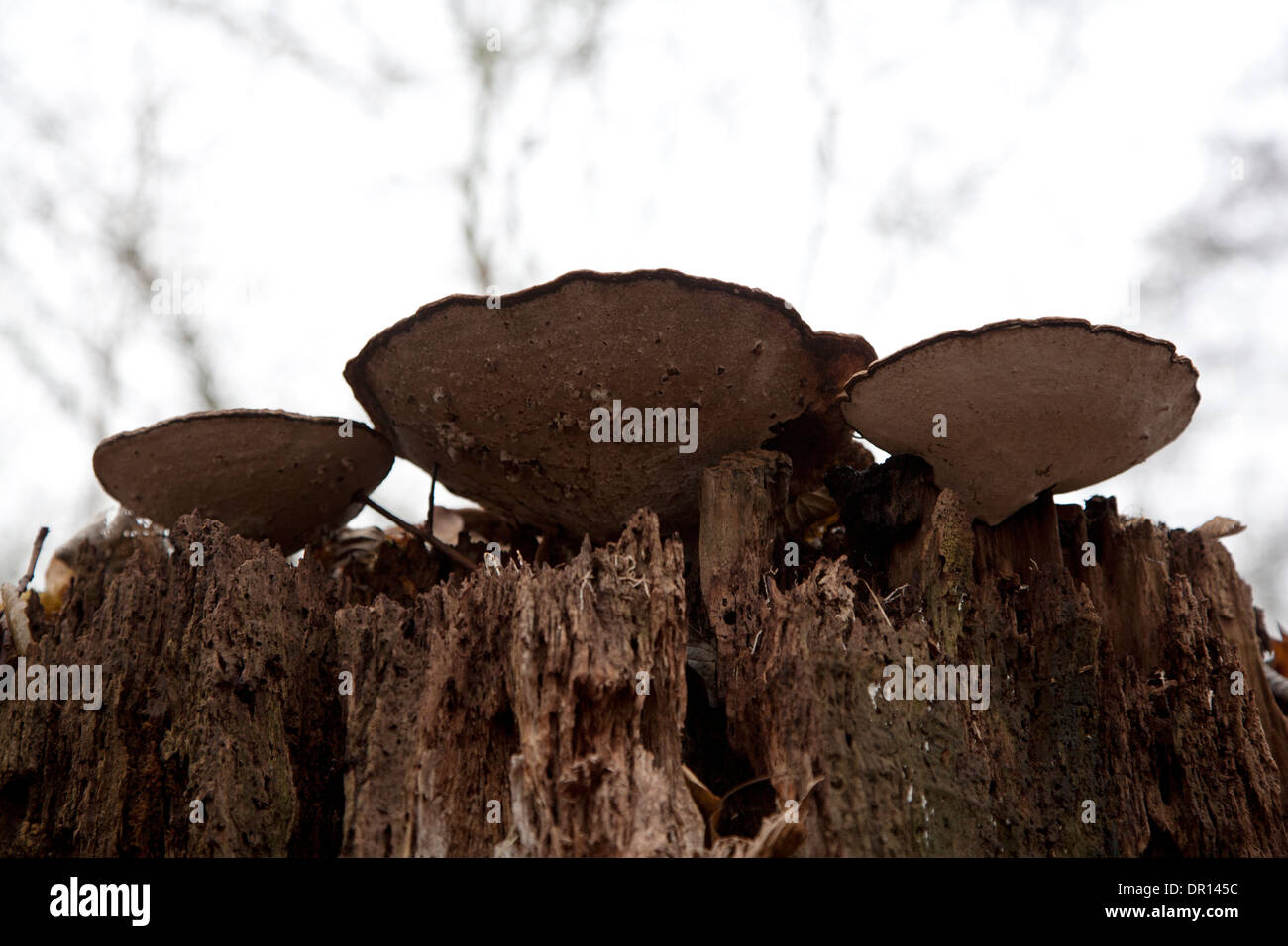 Artist's Bracket fungi (Ganoderma lipsiense) on tree-stump Stock Photo