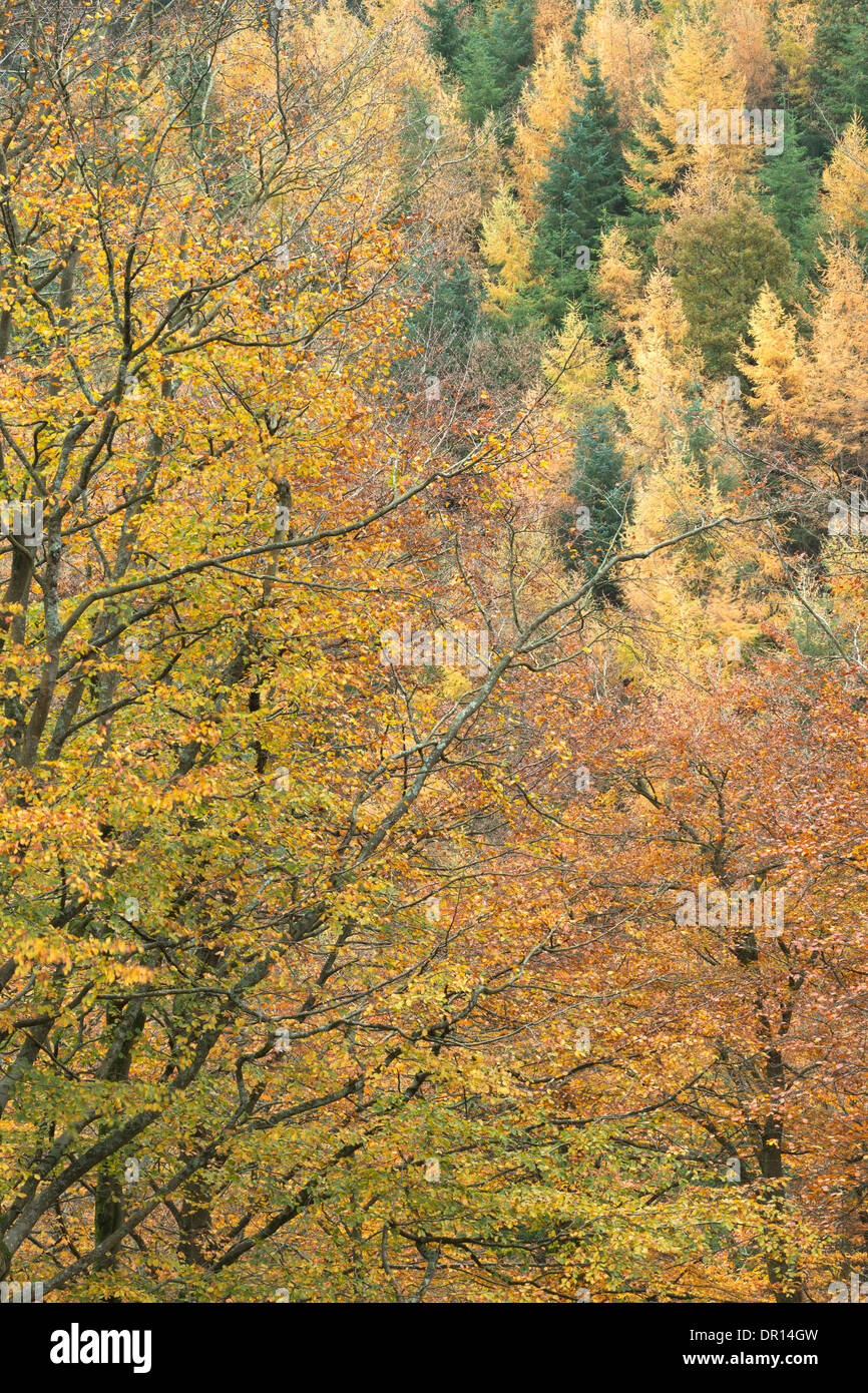 The changing colours of autumn on display in a section of woodland at near Triscombe Stone in the Quantock Hills, Somerset, UK. Stock Photo