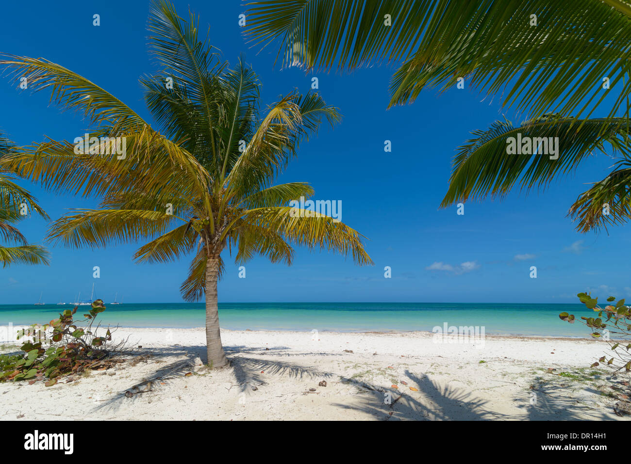Karibik Strand mit Palmen, Caribbean beach with palms Stock Photo