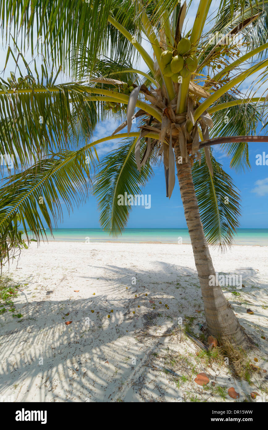 Karibik Strand mit Palmen, Caribbean beach with palms Stock Photo